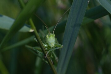 grasshopper on a grass