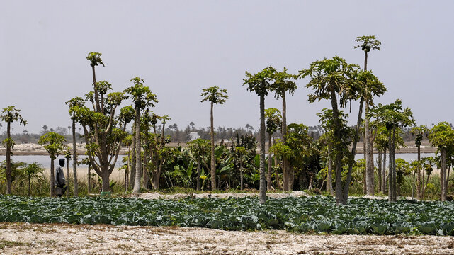 Papayers et champ de l&eacute;gumes