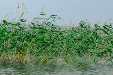 Reed reflecting in the the blue water of a lake. Selective focus