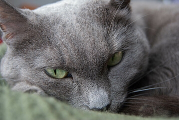 A sleepy Russian Blue cat with green eyes resting on a cozy warm blanket, radiating comfort and relaxation.