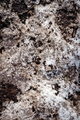 Spring ground covered with thawing snow. Melting ice on dry grass close up.