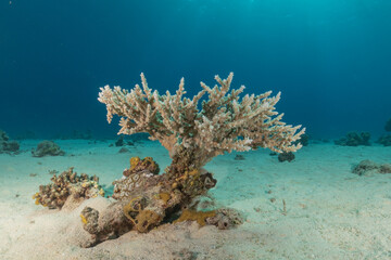 Coral reef and water plants in the Red Sea, Eilat Israel
