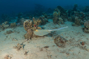 Blue-spotted stingray On the seabed in the Red Sea Eilat, Israel
