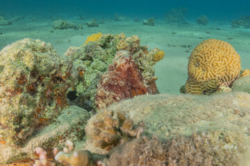 Octopus king of camouflage in the Red Sea, Eilat Israel 
