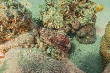 Octopus king of camouflage in the Red Sea, Eilat Israel 
