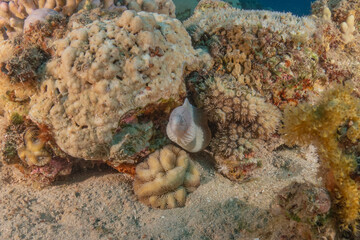 Moray eel Mooray lycodontis undulatus in the Red Sea, Eilat Israel
