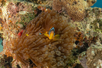 Clown-fish anemonefish in the Red Sea Colorful and beautiful, Eilat Israel
