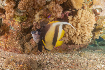 Fish swimming in the Red Sea, colorful fish, Eilat Israel
