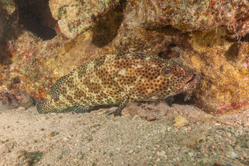Fish swimming in the Red Sea, colorful fish, Eilat Israel
