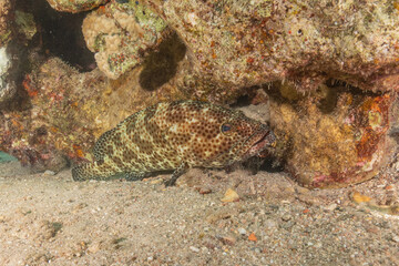 Fish swimming in the Red Sea, colorful fish, Eilat Israel
