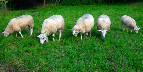 Fototapeta premium Sheep on green grass