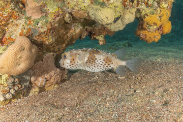 Fish swimming in the Red Sea, colorful fish, Eilat Israel
