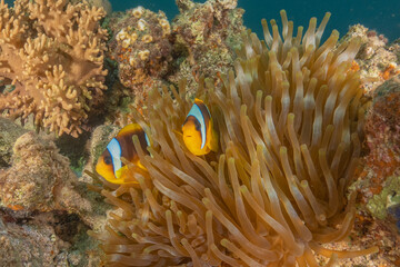 Clown-fish anemonefish in the Red Sea Colorful and beautiful, Eilat Israel
