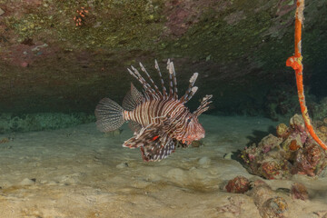 Lionfish (Pterois miles) in the Red Sea colorful fish, Eilat Israel
