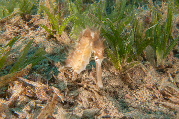 Sea Horse in the Red Sea Colorful and beautiful, Eilat Israel
