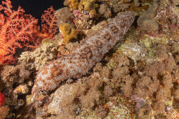 Fish swimming in the Red Sea, colorful fish, Eilat Israel
