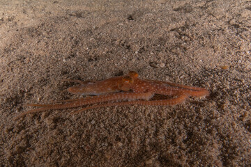 Octopus king of camouflage in the Red Sea, Eilat Israel 
