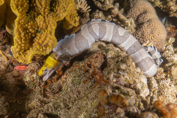 Moray eel Mooray lycodontis undulatus in the Red Sea, Eilat Israel
