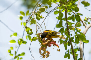 Oiseau mangeant des graines sur un arbre