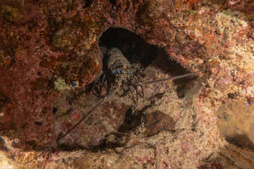 Lobster at the Red Sea Colorful and beautiful, Eilat Israel
