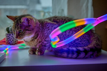 Domowy Kot © Thomas