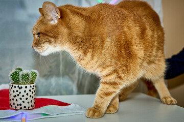 Domowy Kot © Thomas