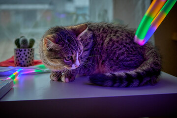 Domowy Kot © Thomas