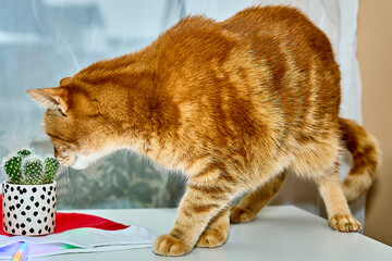 Domowy Kot © Thomas