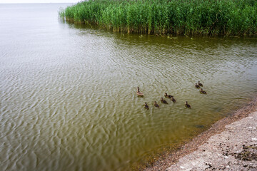 Mother duck with ducklings swim in the lagoon. Wild animals in water.
