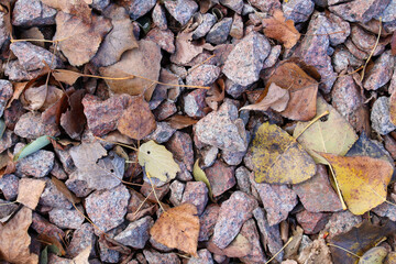 Dry autumn leaves scattered over vibrant multicolored stone gravel, showcasing natural textures and seasonal beauty.