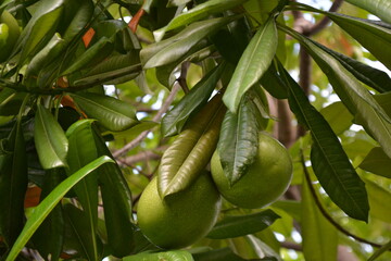 Calabash fruit on its tree