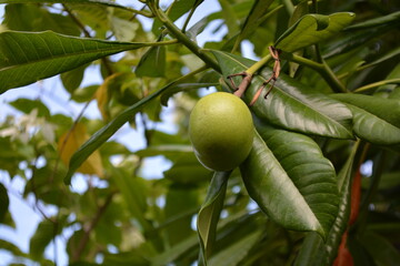 Calabash fruit on its tree