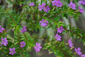 flowers in the garden