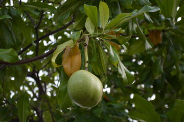 Calabash fruit on its tree