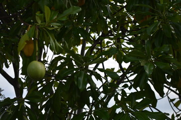 Calabash fruit on its tree