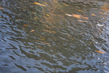 Fish swimming in pond