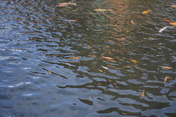 Fish swimming in pond