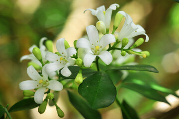 Gros plan sur les fleurs d'un buis de Chine