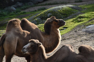 These camels are outdoors in a zoo in sunny early autumn day.