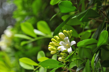 Gros plan sur les fleurs d'un buis de Chine