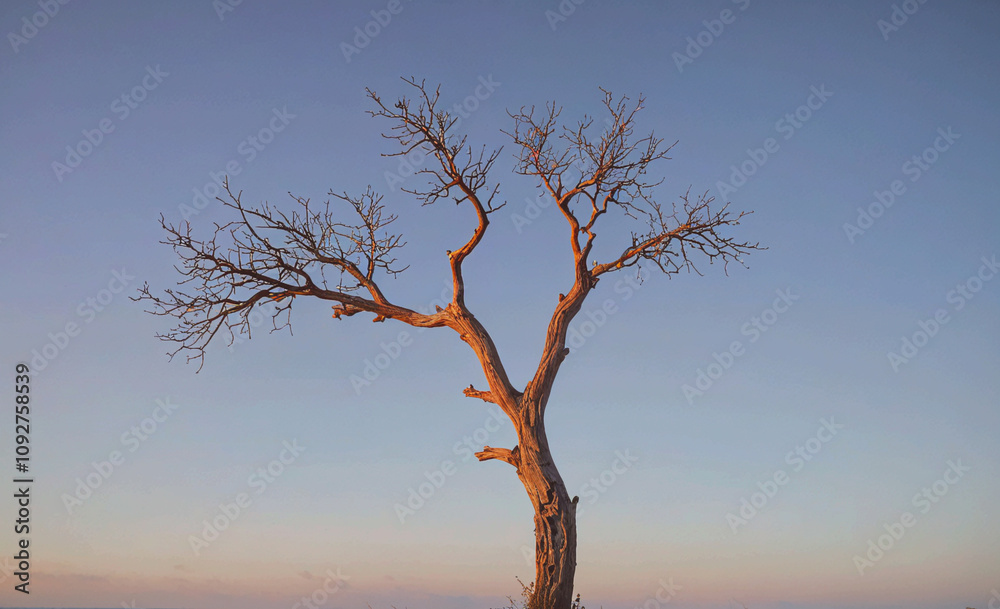 Poster Tree with no leaves is standing in a field. The sky is blue and clear. The tree is bare and has no leaves