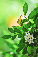 Gros plan sur les fleurs d'un buis de Chine