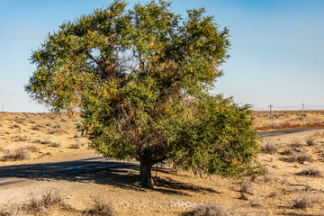 Naklejka premium tree in the field