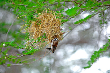 birds of Africa