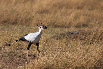 Secretary bird on tree in the Masai Mara