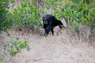 Chimpanzees in the last freedom?