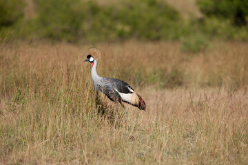 Crowns crane in the savannah of Africa