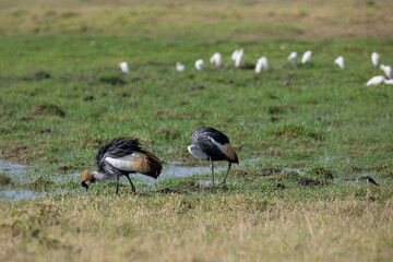 Crowns crane in the savannah of Africa