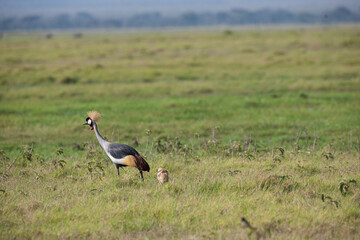 Crowns crane in the savannah of Africa