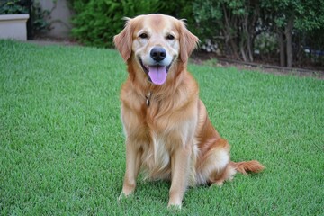 Golden Retriever on a Green Lawn